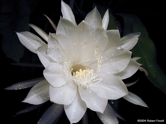 cereus