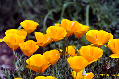 California+state+flower+golden+poppy