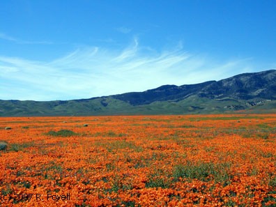 California+state+flower+golden+poppy