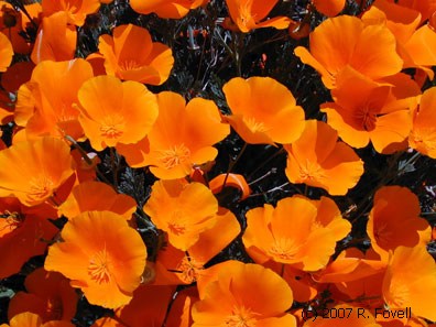 California+state+flower+golden+poppy